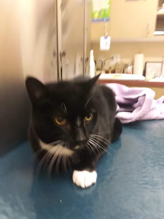 Greenfields Veterinary Associates Picture 8