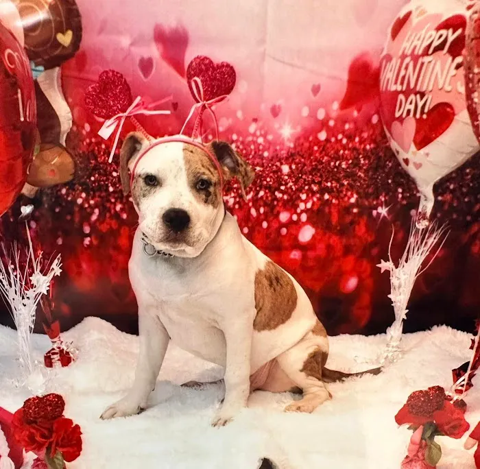 SCOOBYS PET BOUTIQUE Picture 1
