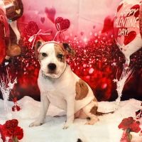 SCOOBYS PET BOUTIQUE ico