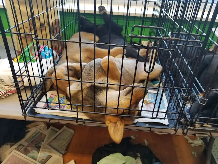 Pet Supplies Plus Hillsdale Picture 9