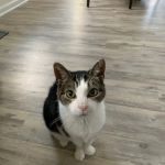 Gloucester County Animal Hospital