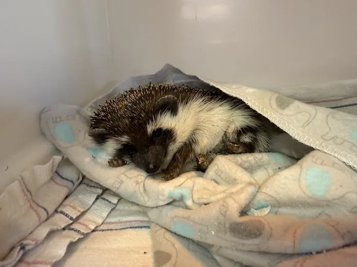 All Creatures Veterinary Care Center Picture 3