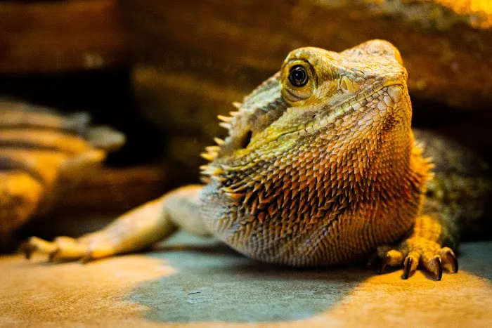 All Creatures Veterinary Care Center Picture 1