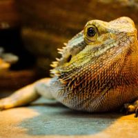 All Creatures Veterinary Care Center ico