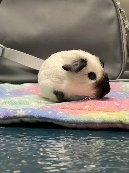 All Creatures Veterinary Care Center Picture 4