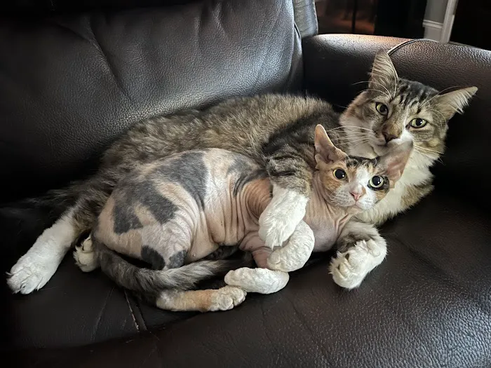 All Creatures Veterinary Care Center Picture 7