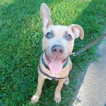 Bethel Animal Hospital: Hannon Jennifer DVM