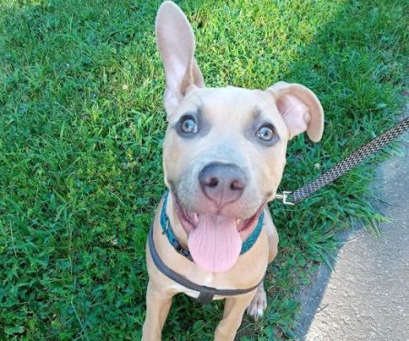 Bethel Animal Hospital: Hannon Jennifer DVM