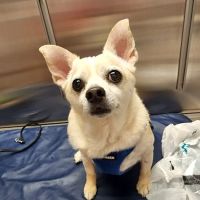 Bethel Mill Animal Hospital ico