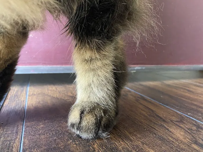 Bethel Mill Animal Hospital Picture 3