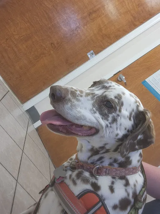 Bethel Mill Animal Hospital Picture 6