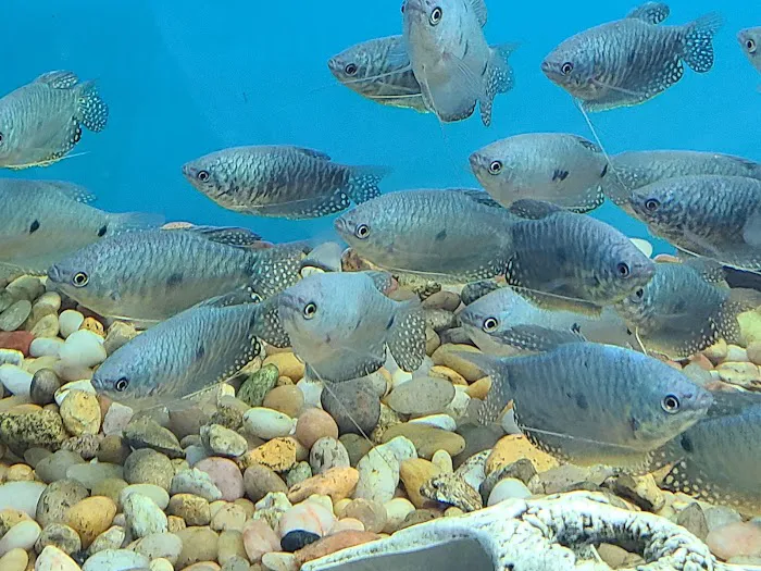 Beital's Aquariums Sales, Services & Ponds Picture 9