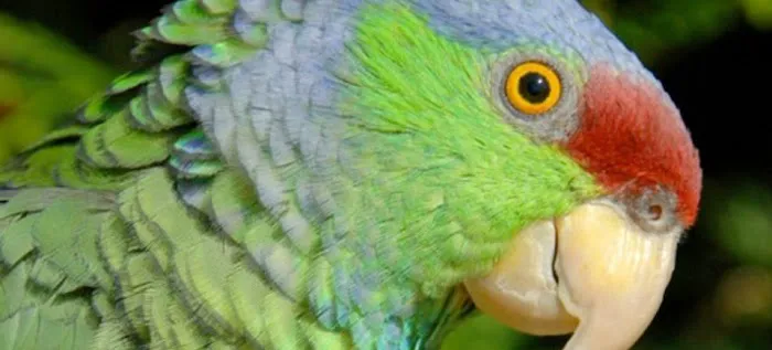 Parrots of the World Picture 2
