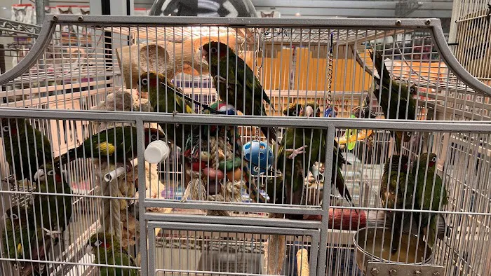 Parrots of the World Picture 3