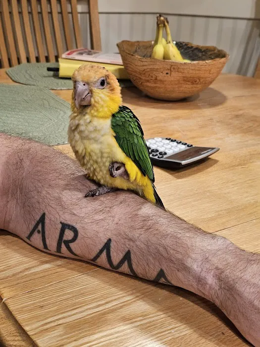 Parrots of the World Picture 4
