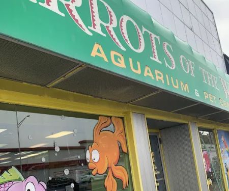 Parrots of the World