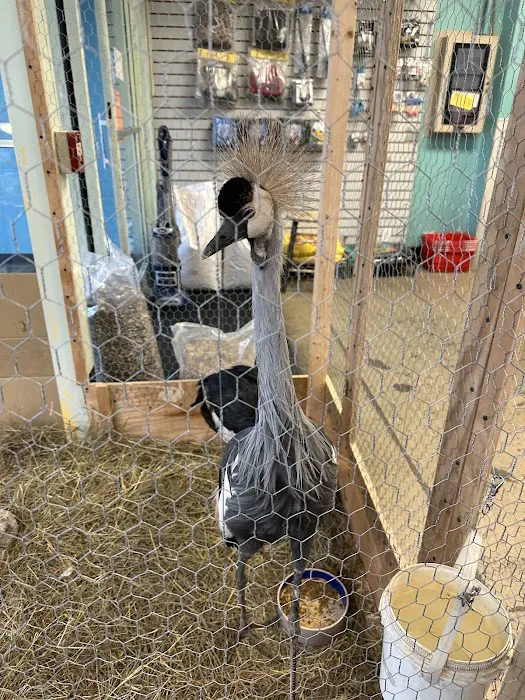 Parrots of the World Picture 5