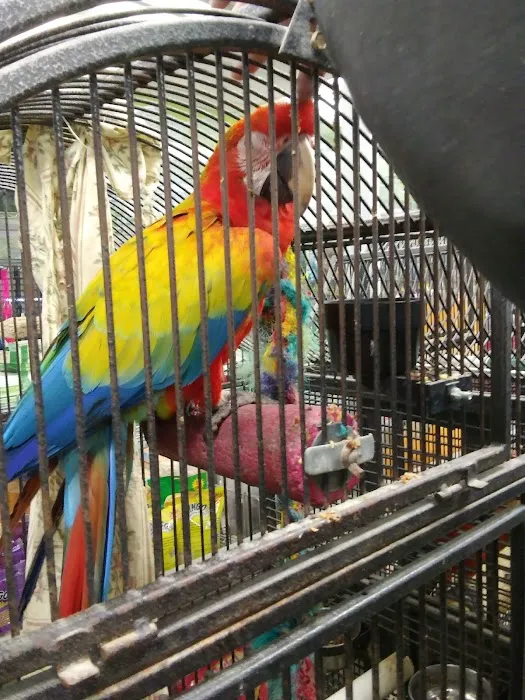 Parrots of the World Picture 8