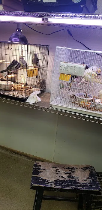 Parrots of the World Picture 9