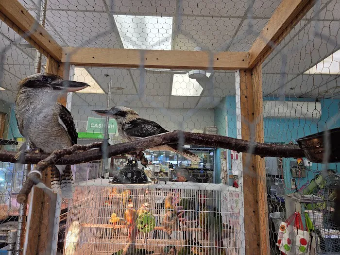 Parrots of the World Picture 10