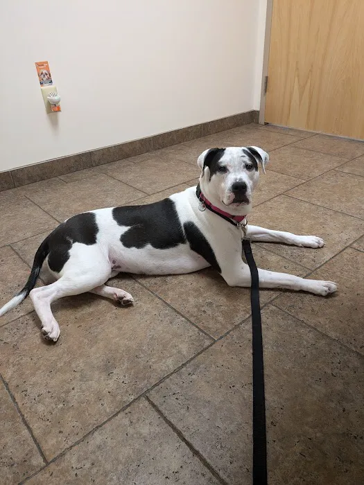 Pitman Animal Hospital Picture 5