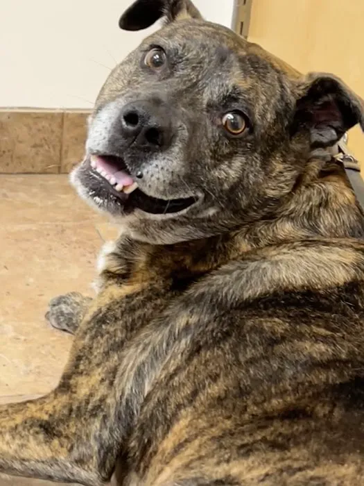 Pitman Animal Hospital Picture 1