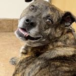 Pitman Animal Hospital