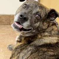 Pitman Animal Hospital ico