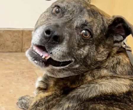 Pitman Animal Hospital