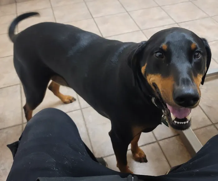 Pitman Animal Hospital Picture 6