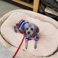 Petco ico
