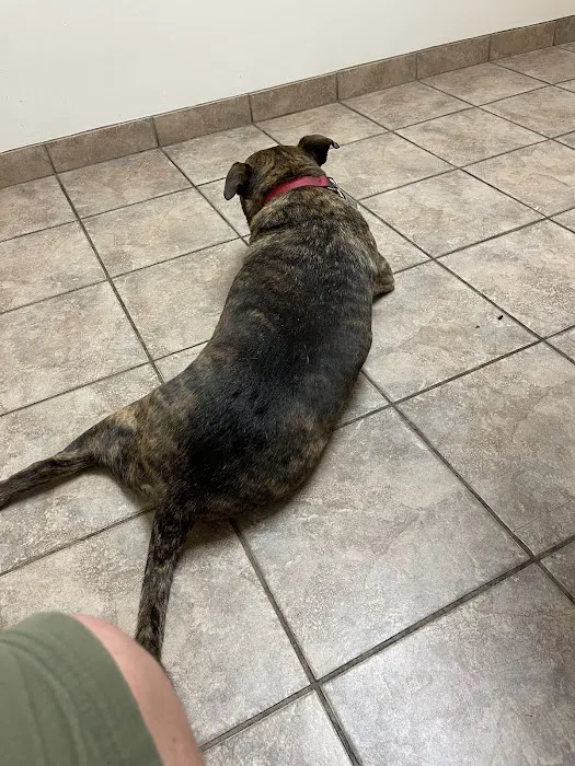 Pitman Animal Hospital: La Ferriere Genevieve DVM Picture 1