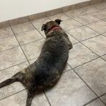 Pitman Animal Hospital: La Ferriere Genevieve DVM