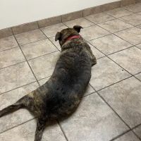 Pitman Animal Hospital: La Ferriere Genevieve DVM ico