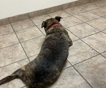 Pitman Animal Hospital: La Ferriere Genevieve DVM