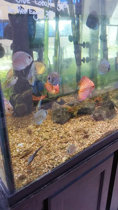 The Aquarium Shop Westbury Picture 5