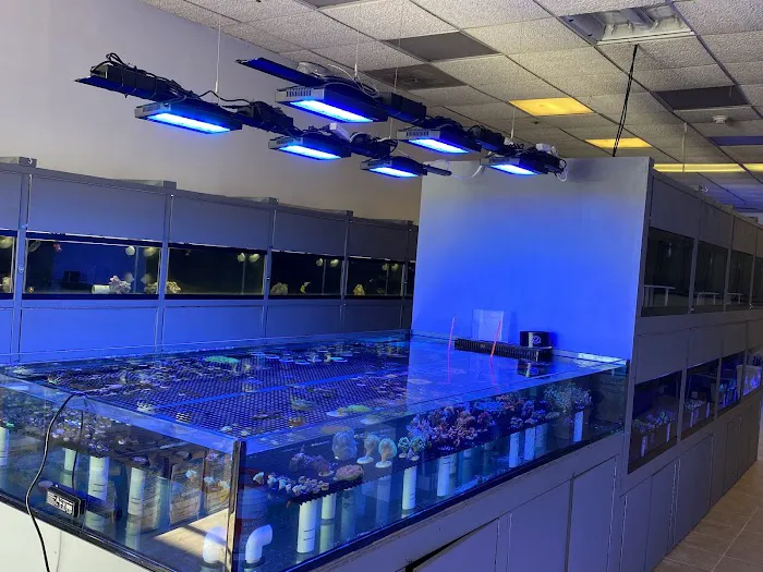 Reef Shark Aquarium Inc Picture 3