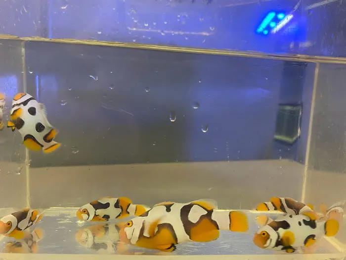 Reef Shark Aquarium Inc Picture 4