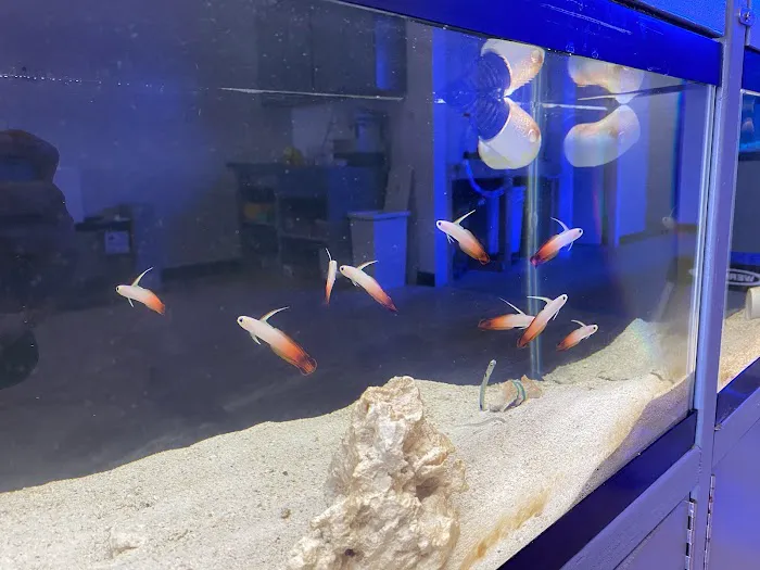 Reef Shark Aquarium Inc Picture 6