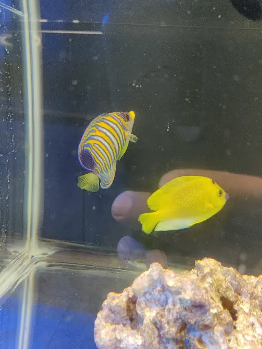 Reef Shark Aquarium Inc Picture 9