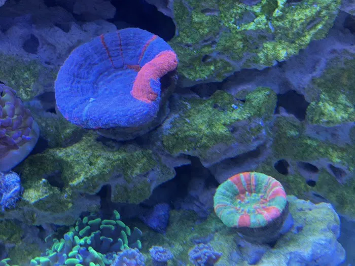 Reef Shark Aquarium Inc Picture 10