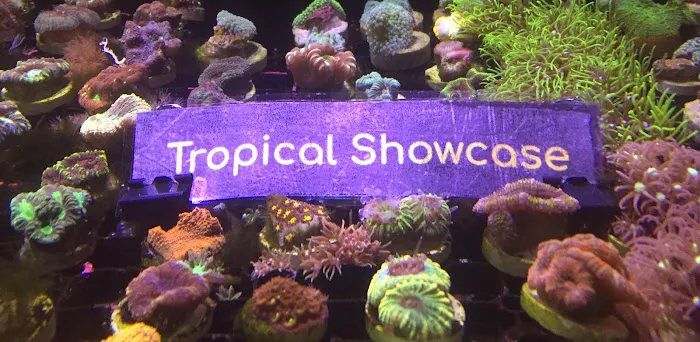 Tropical Showcase Picture 3