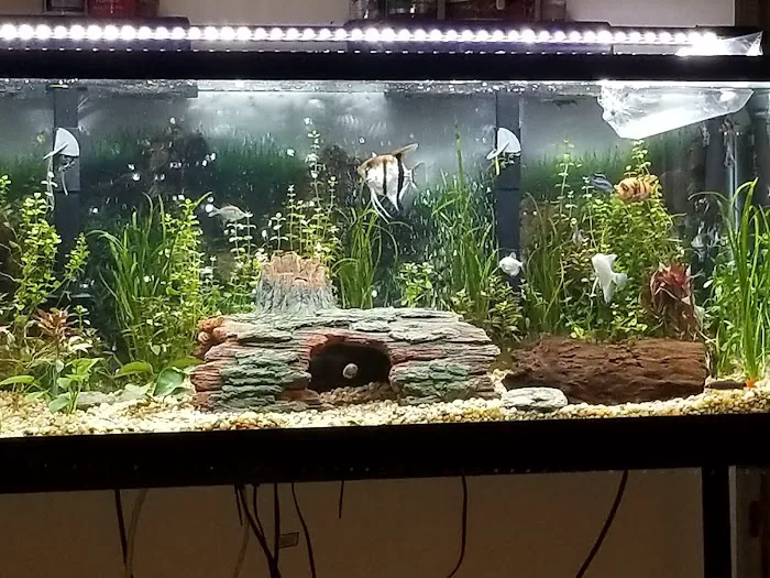 Tropical Showcase Picture 6