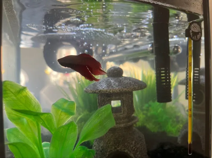 Tropical Showcase Picture 4
