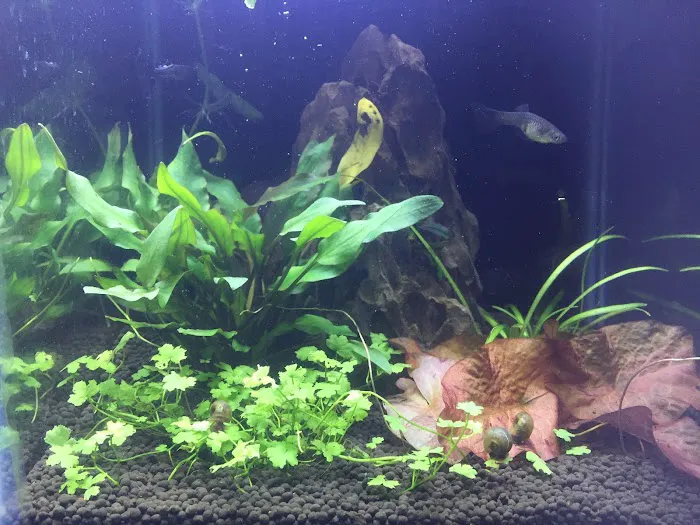 Tropical Showcase Picture 9
