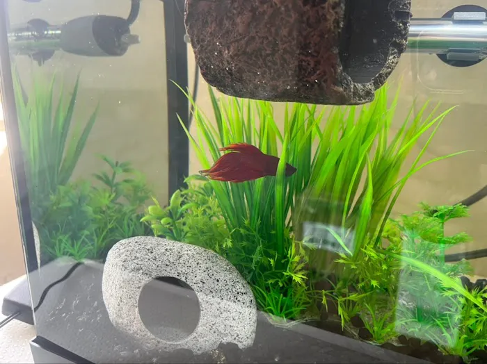 Tropical Showcase Picture 10