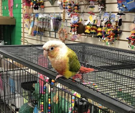 Morning Glory Birds