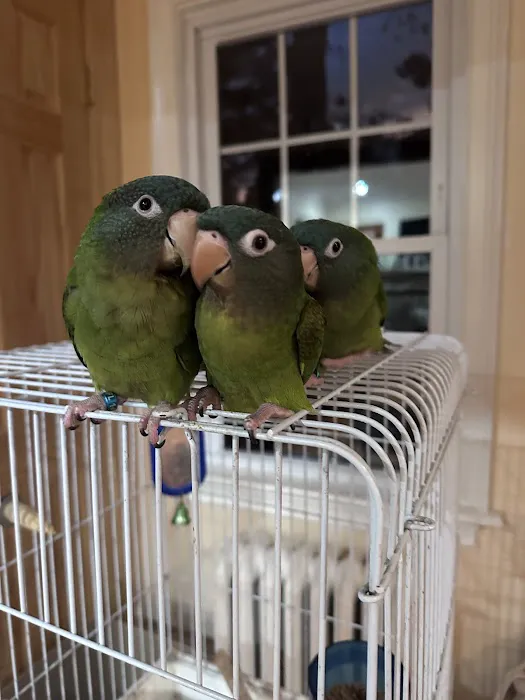 Morning Glory Birds Picture 4