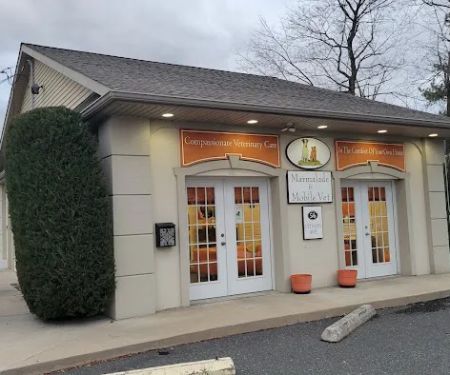 Marmalade & Mobile Vet