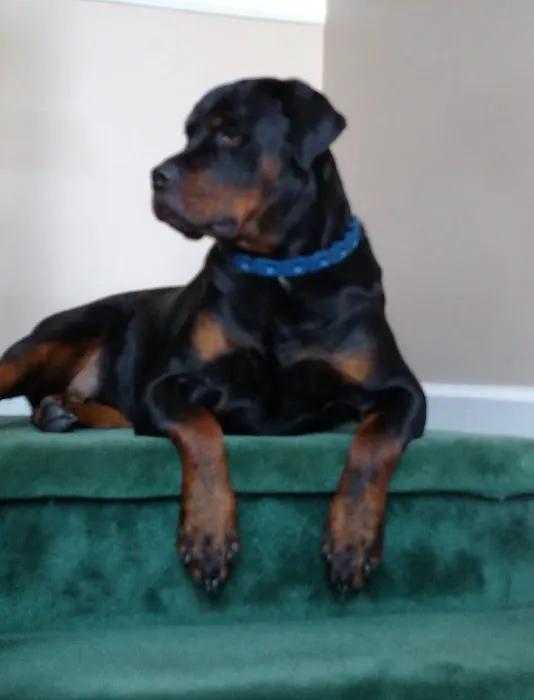 Marmalade & Mobile Vet Picture 6